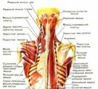 Синдром квадратной мышцы поясницы